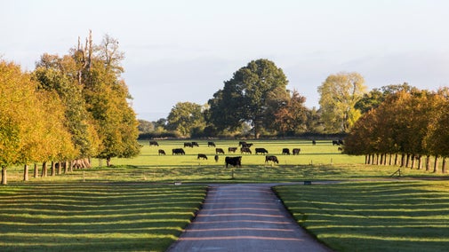 Cows grazing on the estate at Beningbrough Hall in autumn